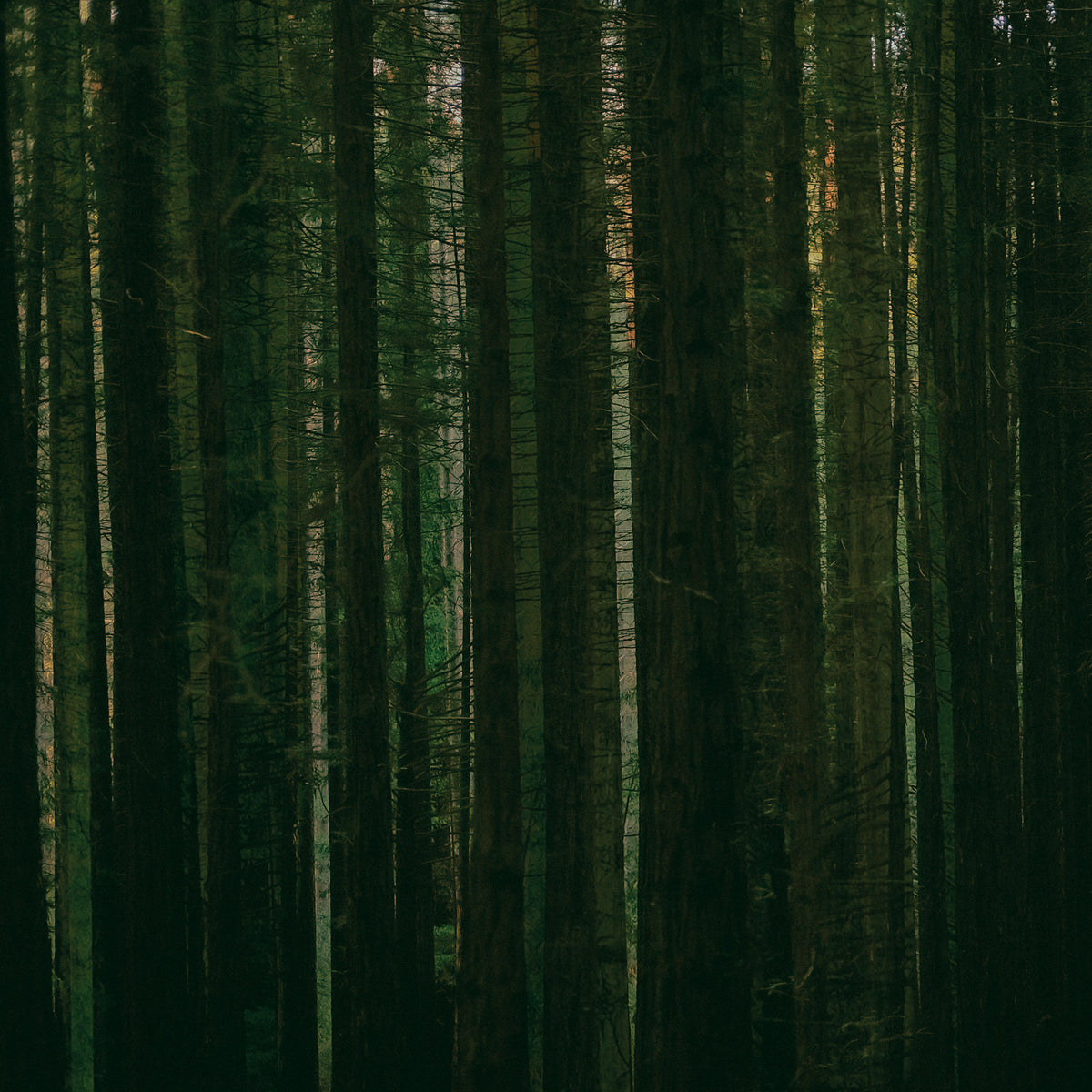 Paper Kites - Evergreen - NMG313211