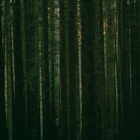 Paper Kites - Evergreen - NMG313211