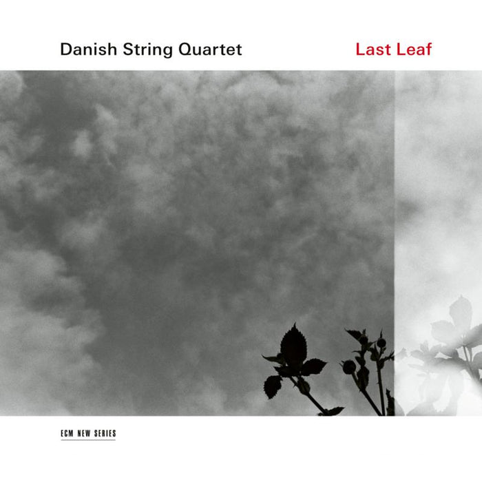 Danish String Quartet: Last Leaf