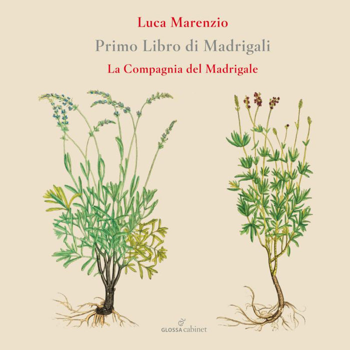 La Compagnia Del Madrigale - Luca Marenzio: Primo Libro Di Madrigali - GCDC82802