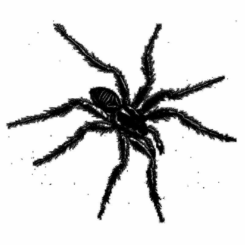 Various Artists - Tarantismo: Odyssey of an Italian Ritual - FLEE002