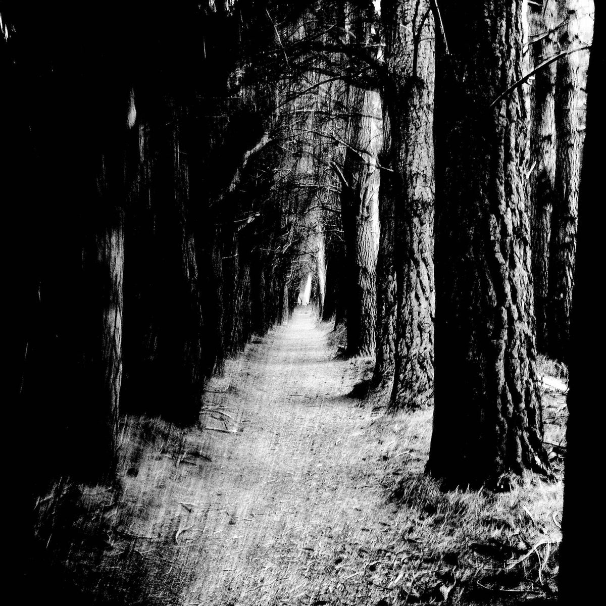 STRAY THEORIES - FALTER - MD336