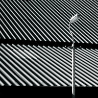 Craven Faults - Erratics & Unconformities - BAY120V