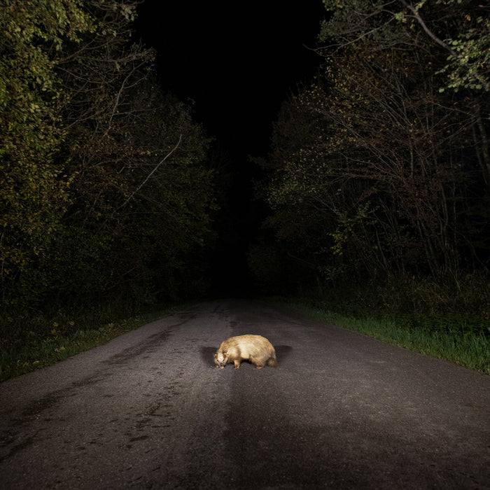 Stonks - Badger - XAG055CD