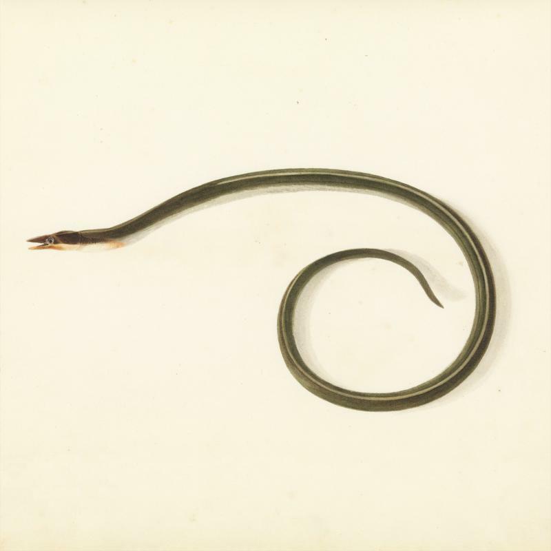 Desaccord Majeur - Sunquake - ACOLOUR027