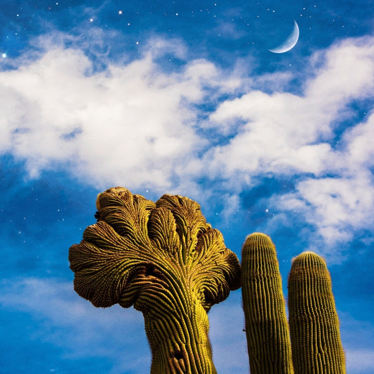 Diespnea - Radici - CODE143