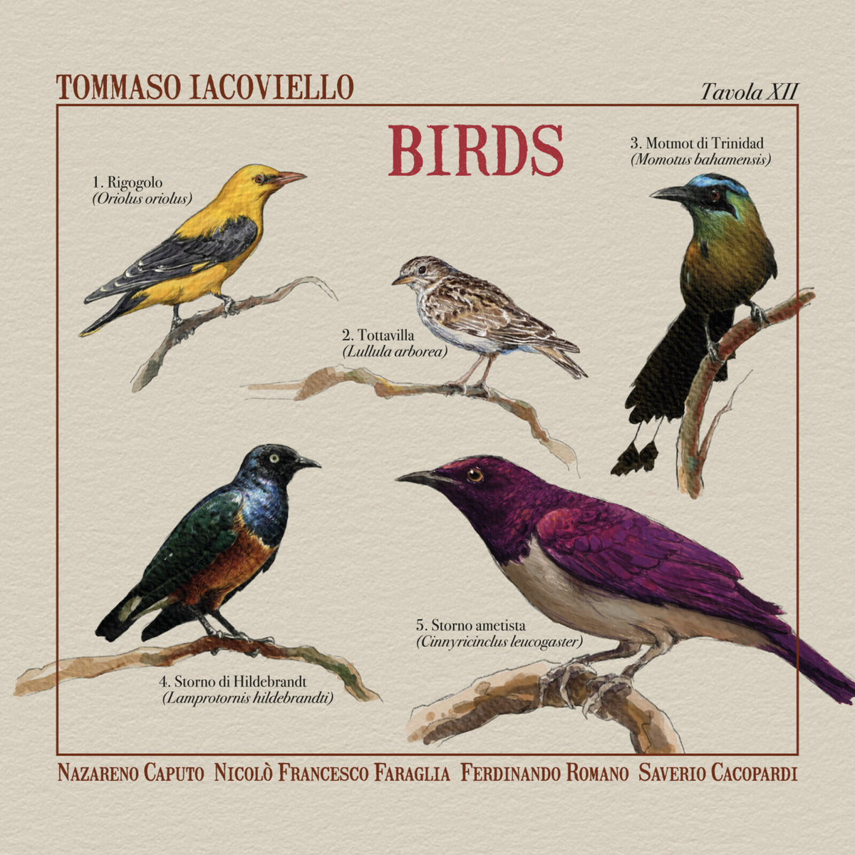 Tommaso Iacoviello - Birds - AM7037