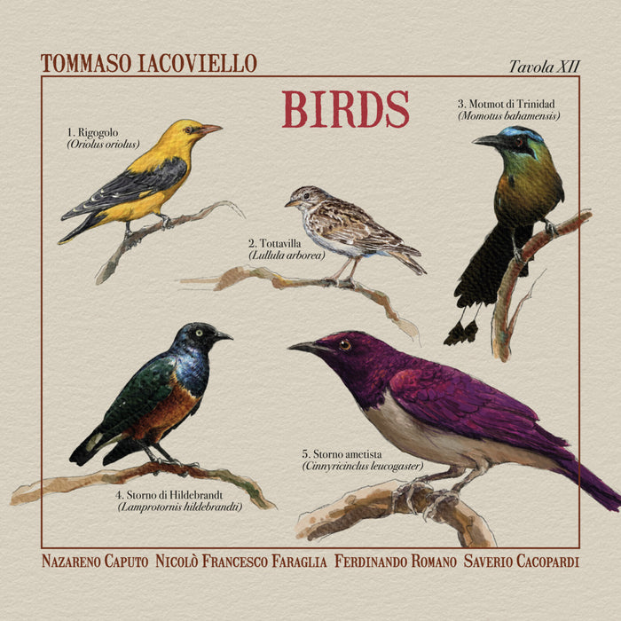 Tommaso Iacoviello - Birds - AM7037