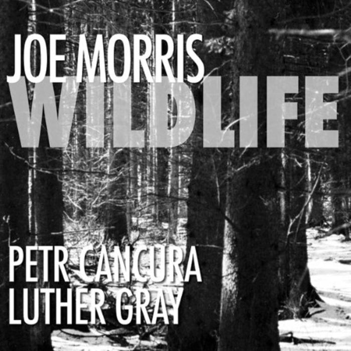 Joe Morris: Wildlife