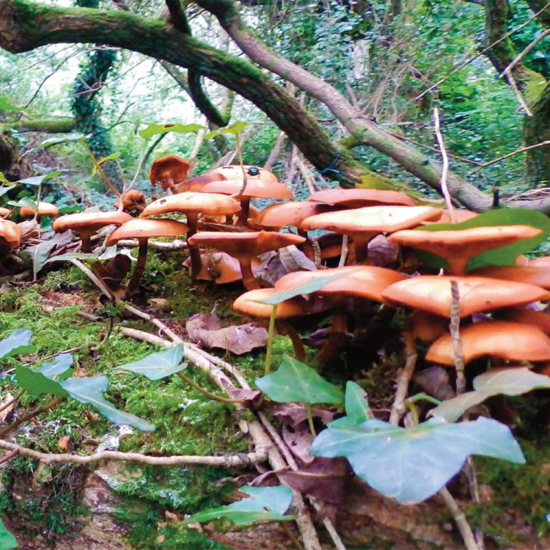 The Mushroom Project: The Mushroom Project